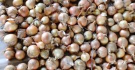 Venderé cebollas sembradas y ensacadas según los deseos del