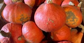 Venta de calabazas de Hokkaido. cantidad alrededor de 1T.
