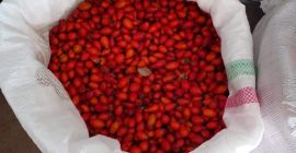 Vendo escaramujo, gran cantidad.