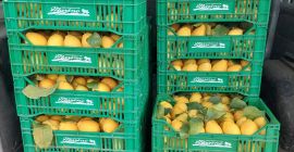 VENTA DE LIMONES, SUMINISTRO A EMPRESAS Y PARTICULARES