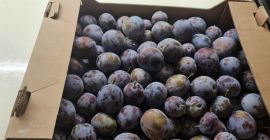 Ciruelas tipo &quot;Elena&quot; para brandy 0,6 euros/kg Ciruelas para