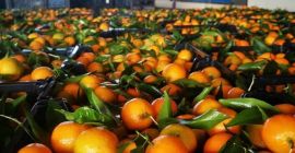 Naranjas, mandarinas, kakis en oferta Lugar de origen Grecia