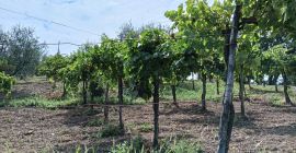 En la localidad de Parolise (AV) vendo uvas tintas
