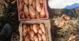 Disponemos de batata fresca a precio adecuado y de