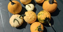Tengo a la venta una mezcla de calabazas ornamentales.