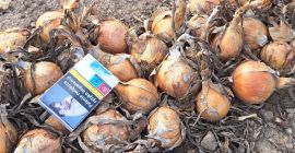 Venderé cebollas sanas de la siembra de primavera, de
