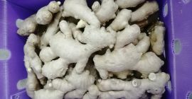 Venta de rizoma de jengibre fresco. Posibilidad de venta