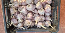 Ajo polaco &quot;Harnaś&quot;. Diferentes tamaños: 4,5cm: 3,20€/kg, 5cm: 3,90€/kg,