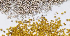 Mostaza: blanca y amarilla, pureza 98-99%. La mostaza estará