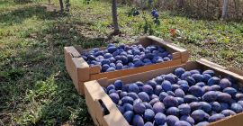 Vendo ciruelas para consumo propio, para mermelada, confitura o