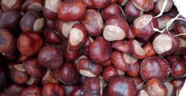 Castañas a la venta, 2,5 toneladas, recogida personal únicamente,