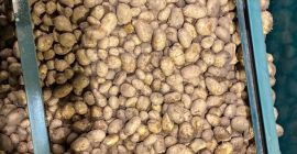 PATATA PARA FREIR Origen: España Calidad: 1B Calibre: +45