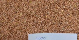 Vendo Millet Amarillo/Rojo/Blanco/Negro DAP