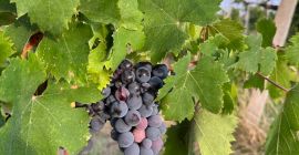 Uvas vinícolas de alta calidad disponibles para la elaboración