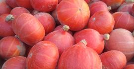 Tengo a la venta una calabaza orgánica de la