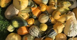 Venderé una mezcla de calabazas decorativas y un turbante