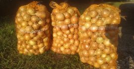 Tengo a la venta 5 cebollas Rijnsburger cosechadas antes