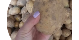 Vendo patatas Soraya. Envasado en sacos de 15 kg.