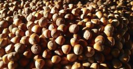A la venta: ¡5 toneladas de avellanas! Ofrecemos **5