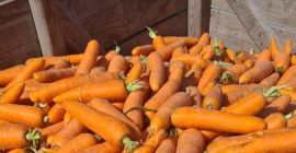 Venderé una selección de zanahorias. Posibilidad de transporte o