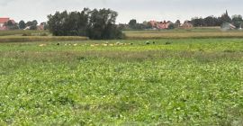 Hola, vendo judías verdes amarillas y verdes. Toneladas disponibles