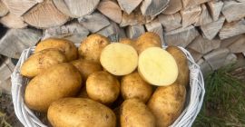 Venderé patatas. 3 tonos variedad Reina Anna, 5 tonos