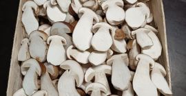 Setas boletus frescas (boletus edulis). 1º, 2º y 3º