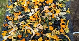 Hola, vendo una hermosa calabaza decorativa en varios colores