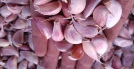 Vendo ajos en dientes recién picados, titulados en España.