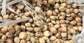 Vendemos sorgo blanco, más información +[teléfono]