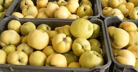 Membrillo variedad Géant de Vranja, en conversion Bio certificada.
