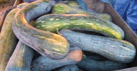 Venderé unas 2 toneladas de calabaza piena lunga, a