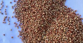 Sorgo rojo en venta | Precio a consultar