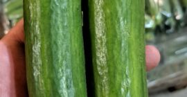 Vendo pepino de invernadero de 2da clase. Cantidades al