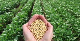 Venderé soja del productor de Ucrania.