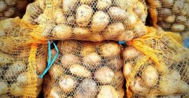 Venderé patatas Denar clasificadas, envasadas en sacos de 15