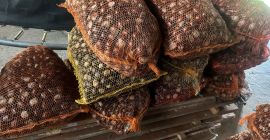 Venderé 300 kg de castañas envasadas en sacos de