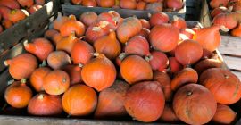 Calabazas de Hokkaido a la venta en grandes cantidades