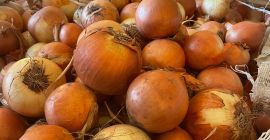 * Cebollas amarillas * Semillas Bejo Legend * calibre