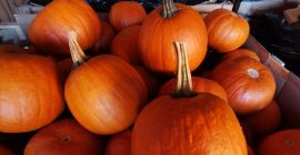 Se vende calabaza. Calibre 1-10kg. Variedades Gómez, Racer y