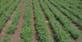 Garbanzos, 2024, calibres 6 y 7 mm en bolsas