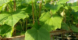Hola, vendo plantones de pepino Machos de 3-4 semanas,