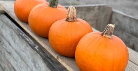 Venta de calabazas Gómez. De 1 a 4 kilogramos.