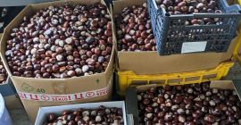 Venderé unos 500 kg de castañas (posiblemente más), recolectadas