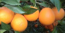 Venderé naranjas importadas de España. Naranjas con alto contenido