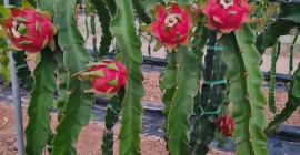 LOCAL BROKER Fruits Spain __________ Pitahayas- Dragon Fruit----- *