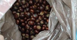 Venderé castañas de unos 100 kg por 80 céntimos,