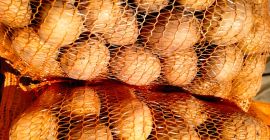 Venderé 3 variedades de patatas comestibles: Wineta 2,5 PLN