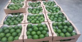 Aguacates en Venta, de Marruecos (CIF, FOB), Paquete (16