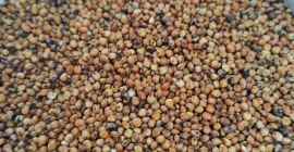 Hola, tengo a la venta sorgo rojo de la